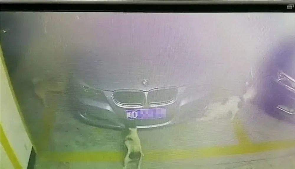 3条狗啃坏“宝马”,1万多元才能修好!狗的主人找不到,保险也不赔,咋办?