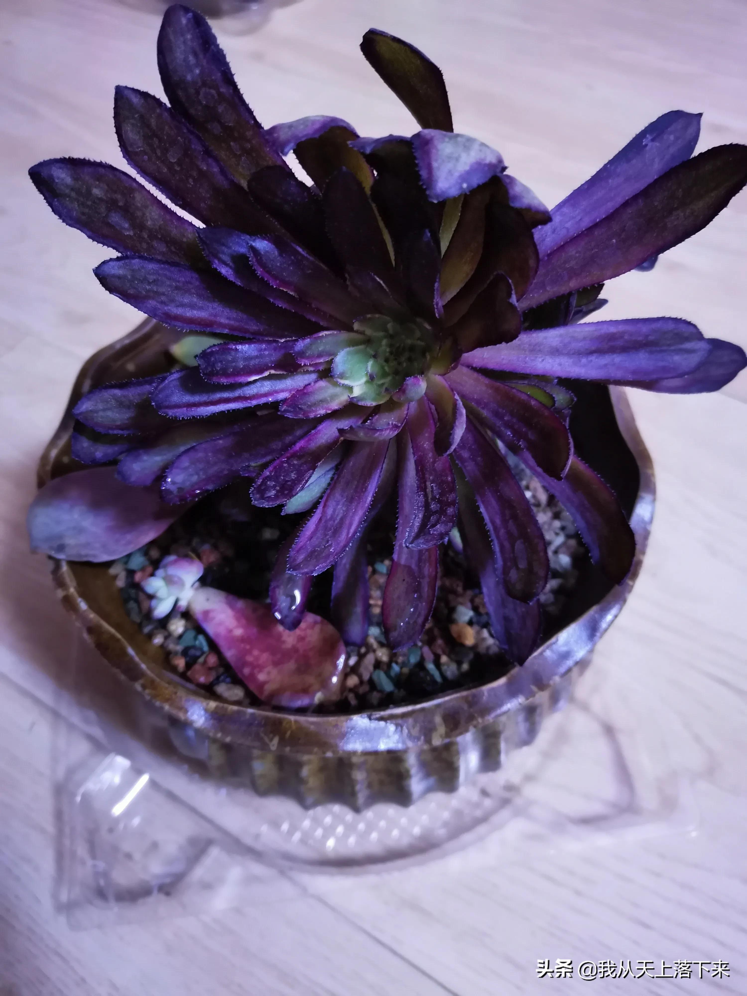 89种常见多肉植物品种图，实物拍摄，还不认识的小伙伴赶紧收藏好