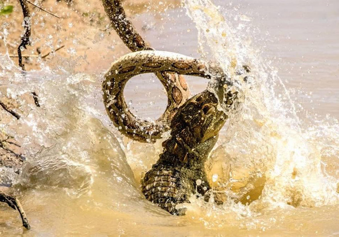 小狗牙齿不小心掉了还能长出来吗,狗狗牙齿意外掉了会长新牙吗