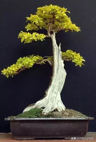 舍利干的历史,舍利干盆景图