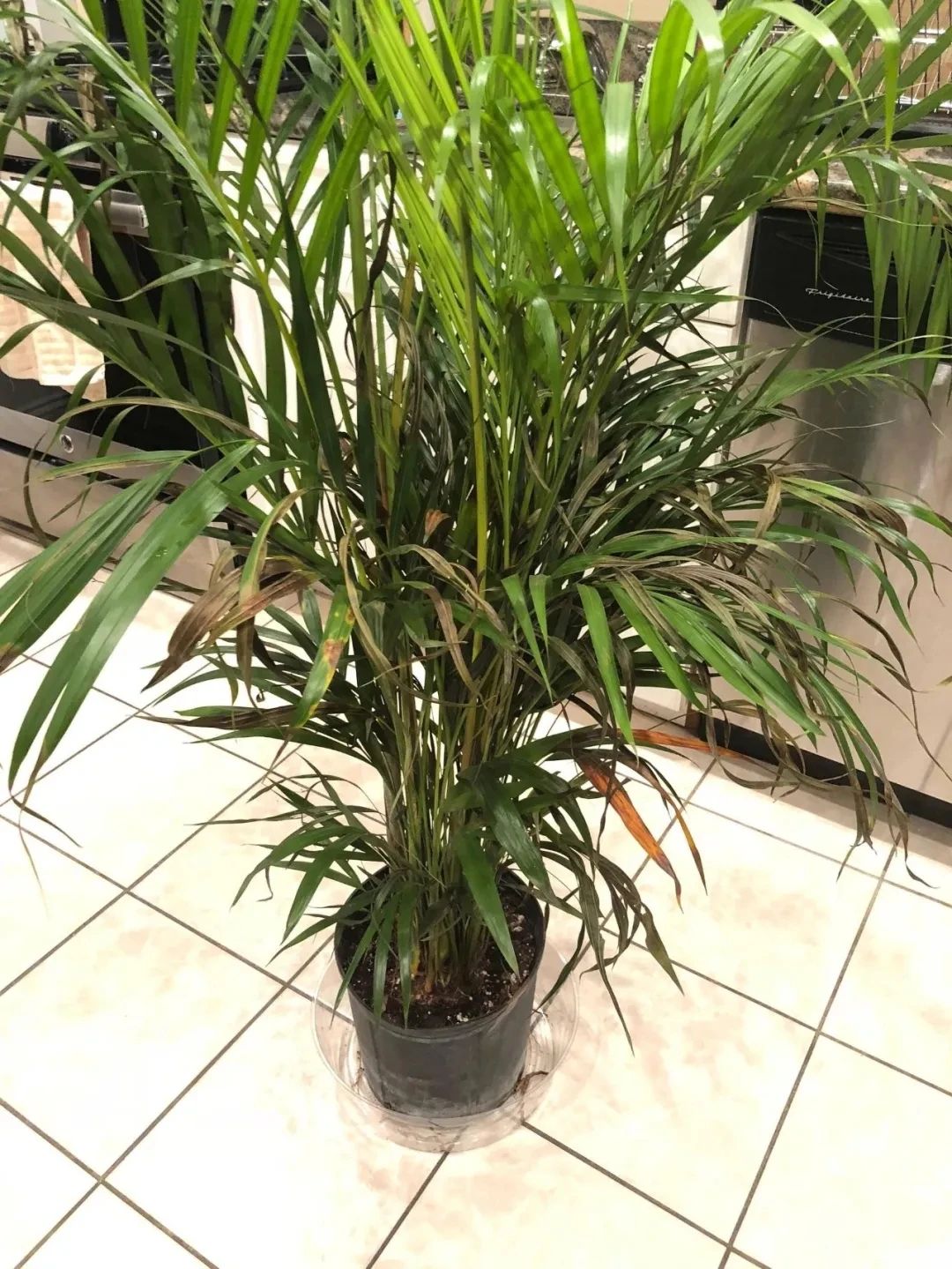 散尾葵室内发黄,室内花盆长的散尾葵黄叶怎么办