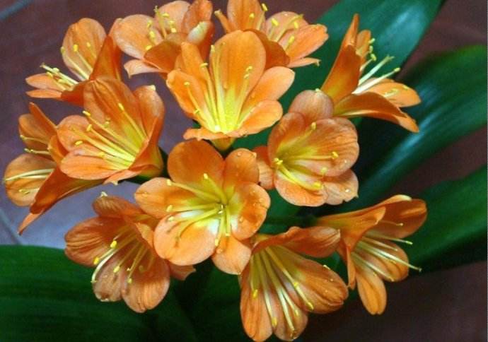 君子兰烂根换盆后怎样才能快生长,烂根的君子兰换盆后多久服盆