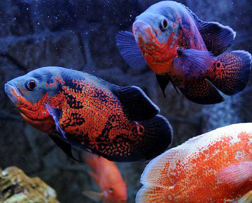 用饲料鱼投喂大型观赏鱼就是残忍吗，那我们给它们吃啥，蛋炒饭？