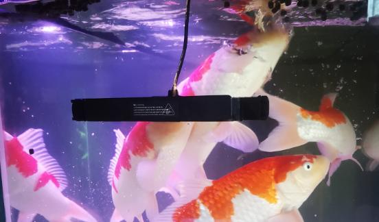 锦鲤治疗鱼病,锦鲤病最好治疗方法