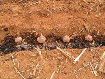 魔芋是种子种出来的吗,魔芋是农作物吗