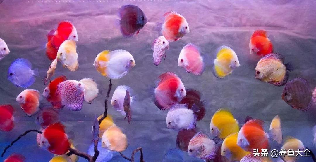 养鱼知识分享从0开始,养鱼知识干货