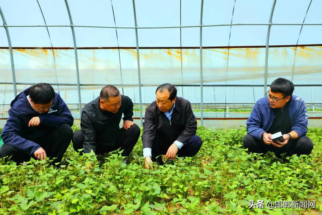 扎实推进“转提比作”活动，珍礼书记督导检查乡镇重点工作