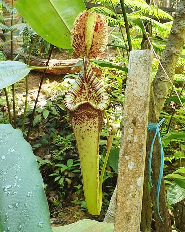 种植什么植物能驱蚊蝇,养什么植物驱蚊驱蝇