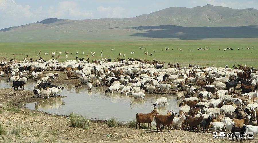 蒙古捐赠的三万只羊到哪里了,蒙古捐赠的3万只羊怎么样了