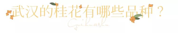武汉的桂花，香了「美文|科普|导游」