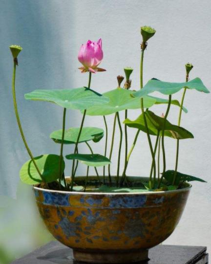 夏季养碗莲，叶子圆润花型雅致，给家里添贵气，花开十里飘香