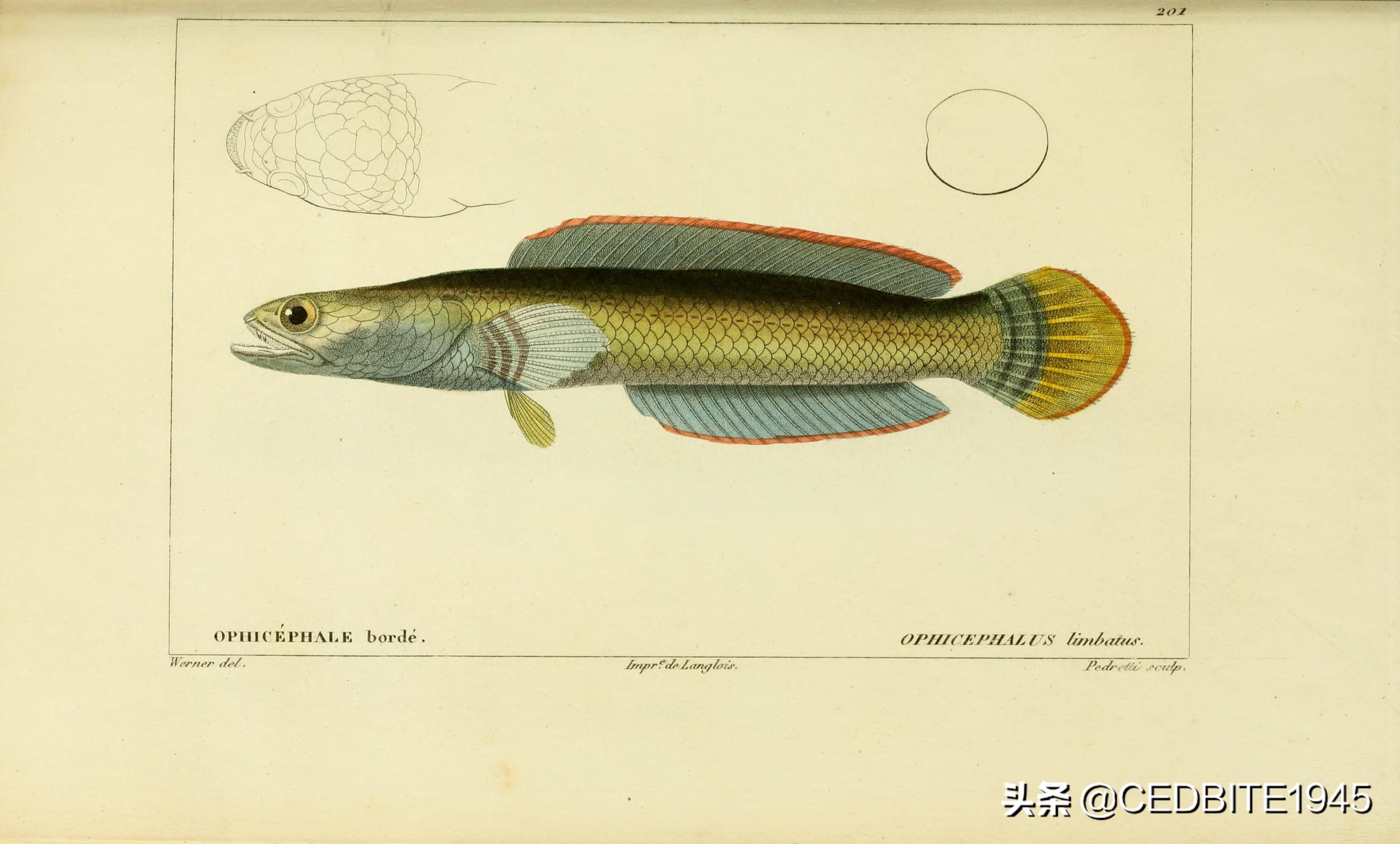 最好养的大型雷龙鱼品种,最适合养的雷龙鱼排名