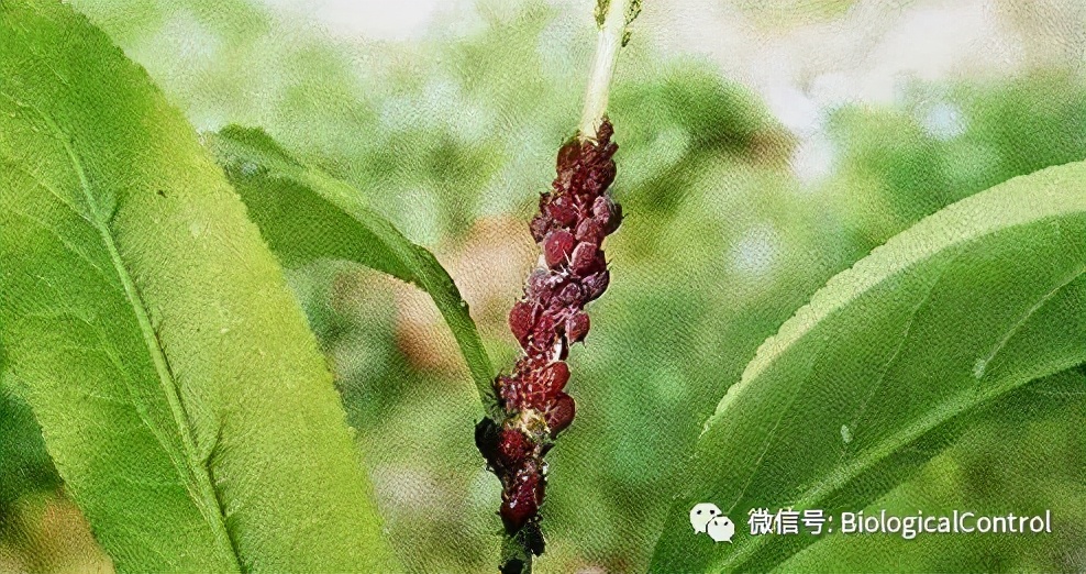 防治果树煤烟病用什么药,冬季果树炭疽病用什么药