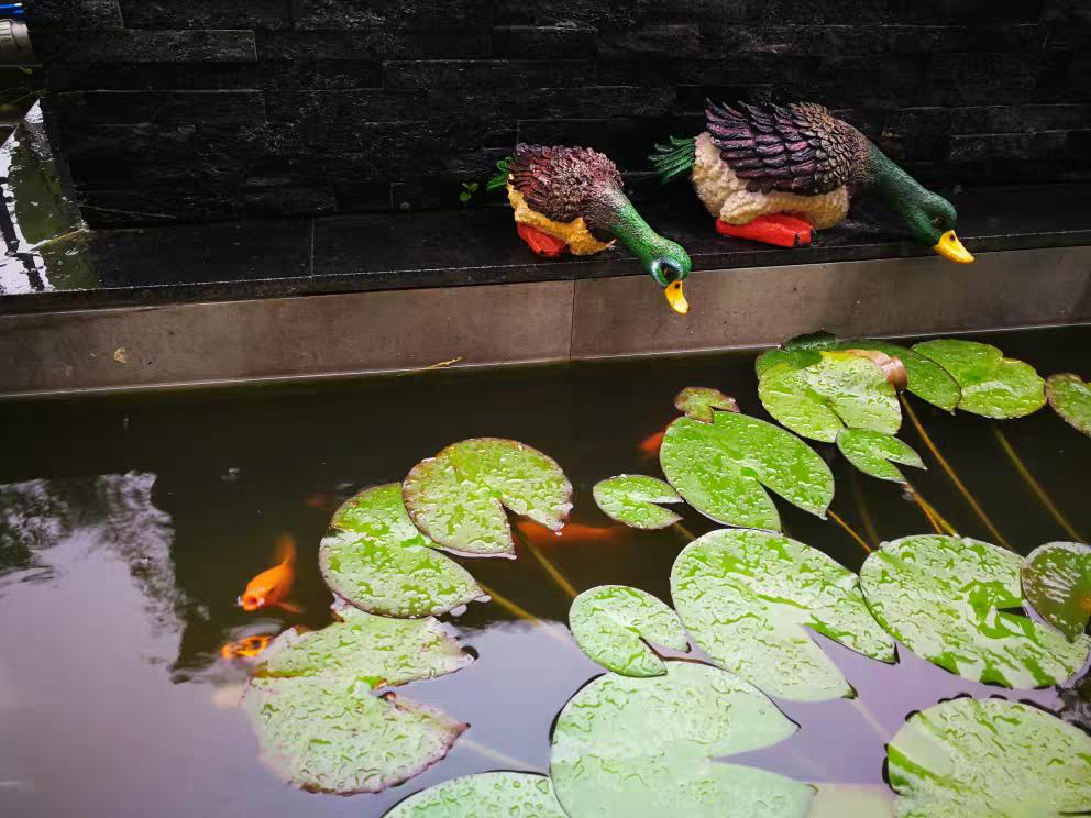 锦鲤趴缸扎堆在上面角落怎么办,室外鱼池冬天锦鲤趴底正常吗