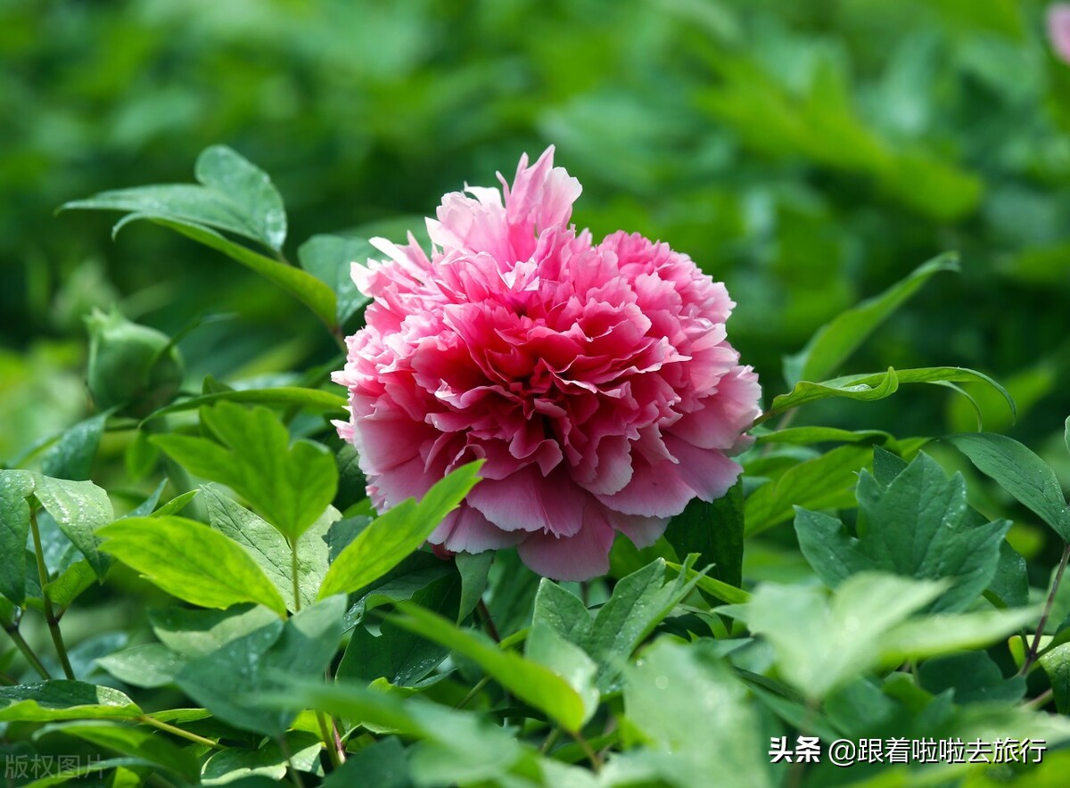 国色天香洛阳牡丹基地,牡丹国色天香品种介绍