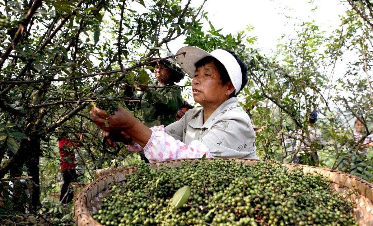 大叔收集废品变废为宝,重庆大叔创业