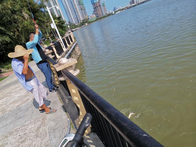 冬天筏竿钓土鲮,筏竿钓大土鲮