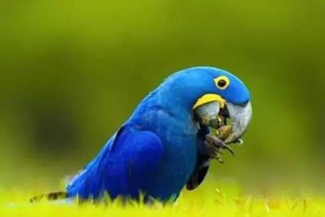 世界十大不寻常宠物,全球最稀有的宠物