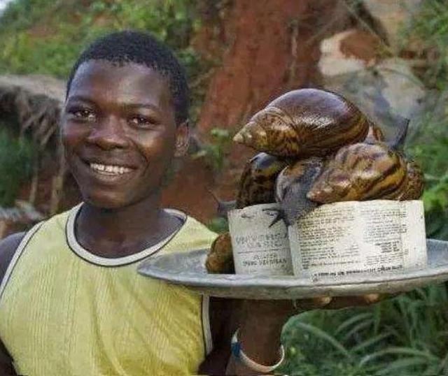 非洲的“大蜗牛”，能取食同伴消化水泥，国内吃货：束手无策