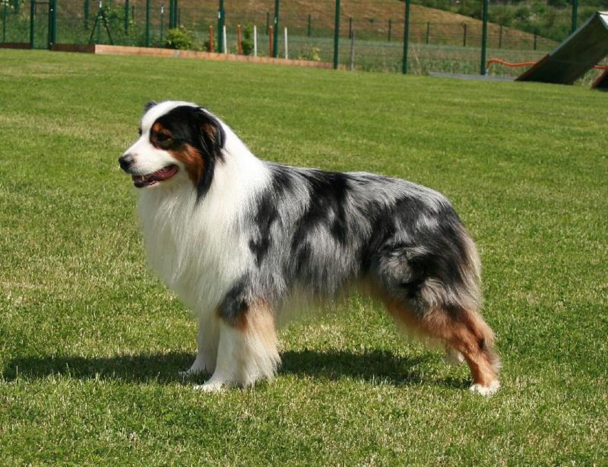 最小放养牧羊犬,宠物5个最好的牧羊犬品种