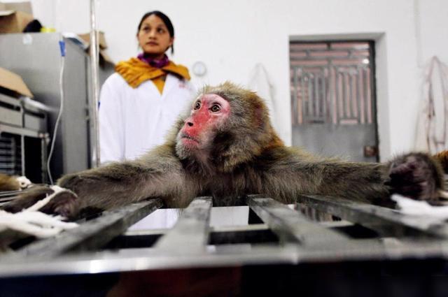 10万一只猴！柬埔寨趁机捞钱，美国叫嚣“被卡脖”，我国早已布局