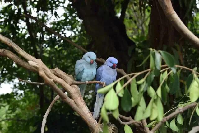 长隆飞鸟乐园拍鸟攻略,广州长隆飞鸟乐园可以摸哪些鸟
