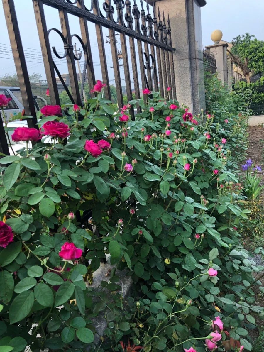 带1600平米花园装修,135个平方一楼带花园装修效果图