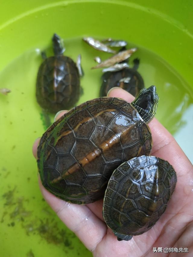 乌龟冬眠前要清肠多久,乌龟冬眠前怎样清肠