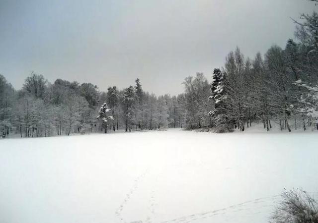 世界上最危险的两种树,世界上最危险的三个森林第三名