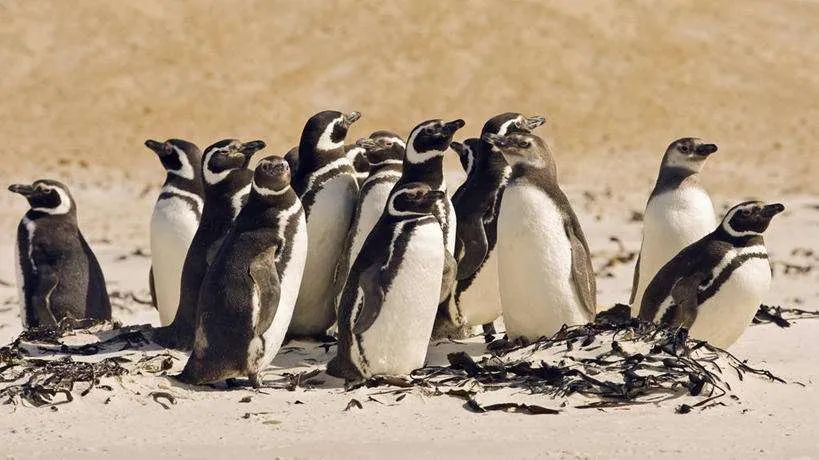 明日方舟麦哲伦探险组,明日方舟麦哲伦极地之旅