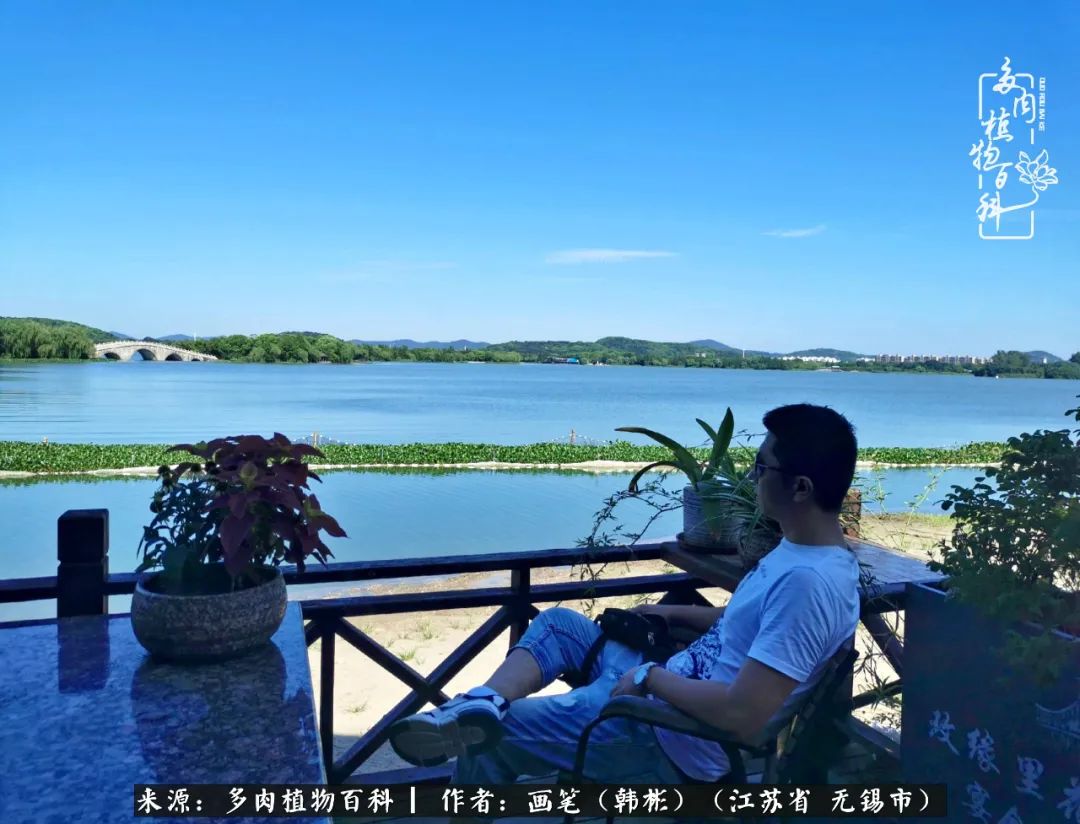 阳台多肉花园简直美翻了,适合男生养的多肉