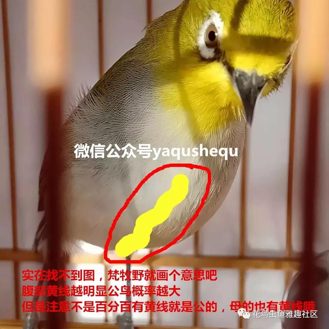 养鸟新技术绣眼,绣眼养鸟知识