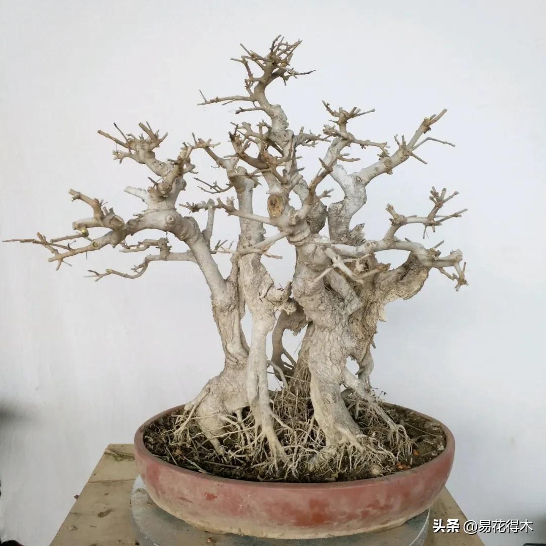 盆栽枯萎什么原因,家里的盆栽总是蔫