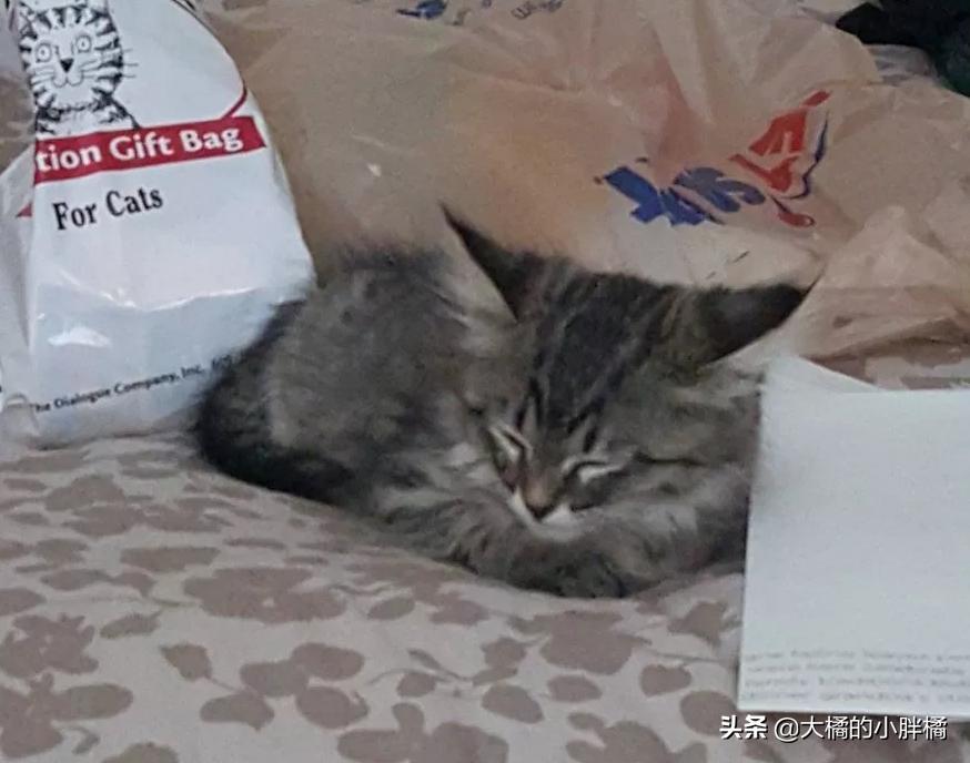 小猫多年后再次见到主人的反应 (小猫见面反应激萌)