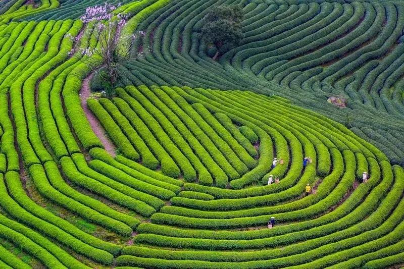 山东出名的茶叶是什么茶叶,日照岚山最好的茶叶