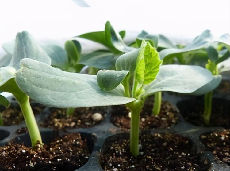 在幼苗期的西瓜如何管理可以高产,大棚西瓜苗如何管理