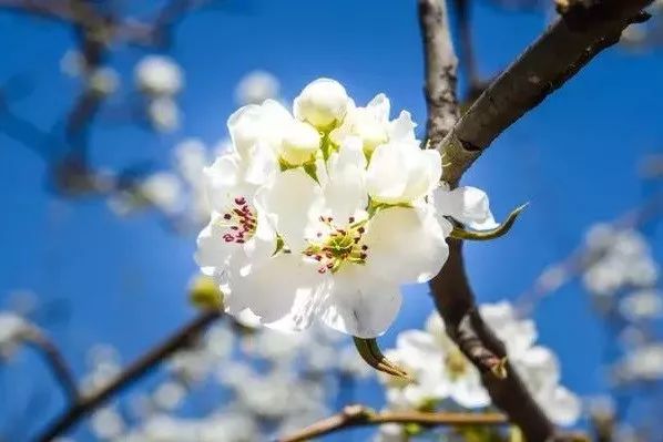 到了京郊这些花开四溢的“仙境”，您简直可以把日子过成诗！