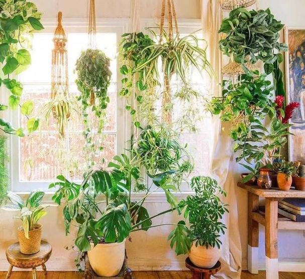 用大蒜养花会有意想不到的效果,大蒜养花小技巧图片