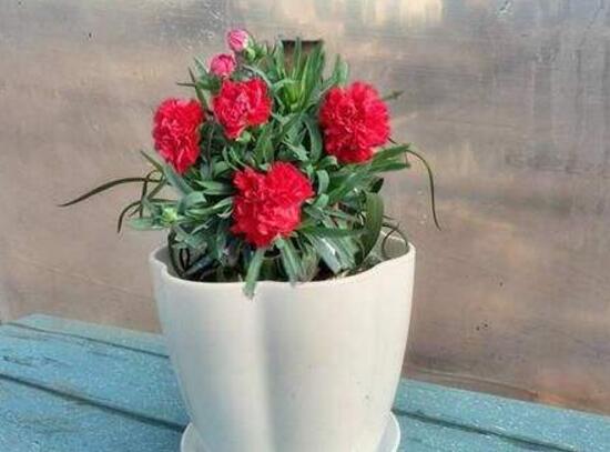 康乃馨盆栽怎么浇水,盆栽康乃馨几天浇水最好