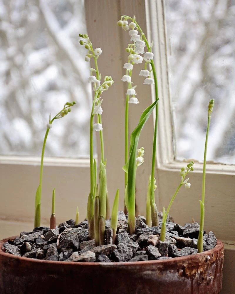 100种耐寒花卉盆栽,10种超好养又好看的花
