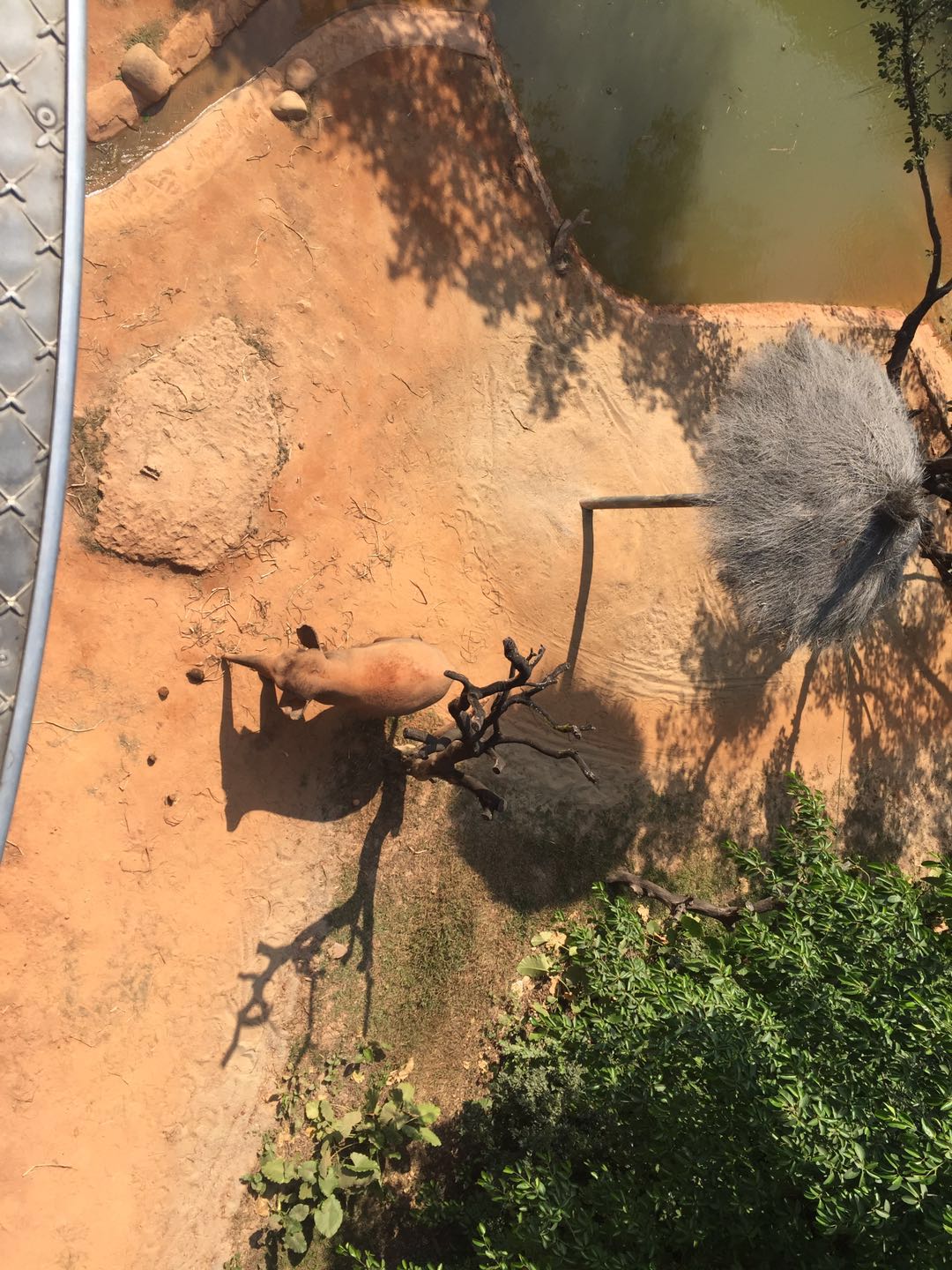 哪里有大熊猫动物园,哪些动物园值得看大熊猫