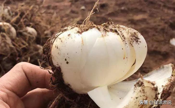 兰州特产适合带回家的,兰州的特产过年适合送人的