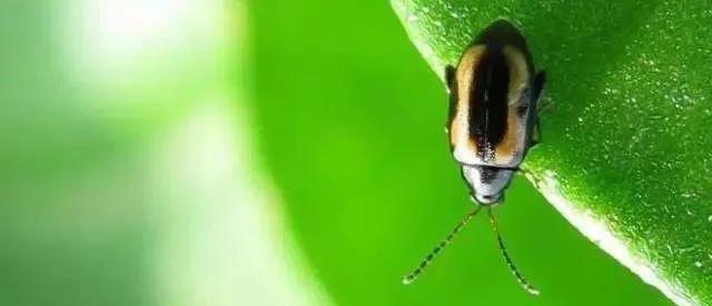 跳甲防治技巧,跳甲最好的克星