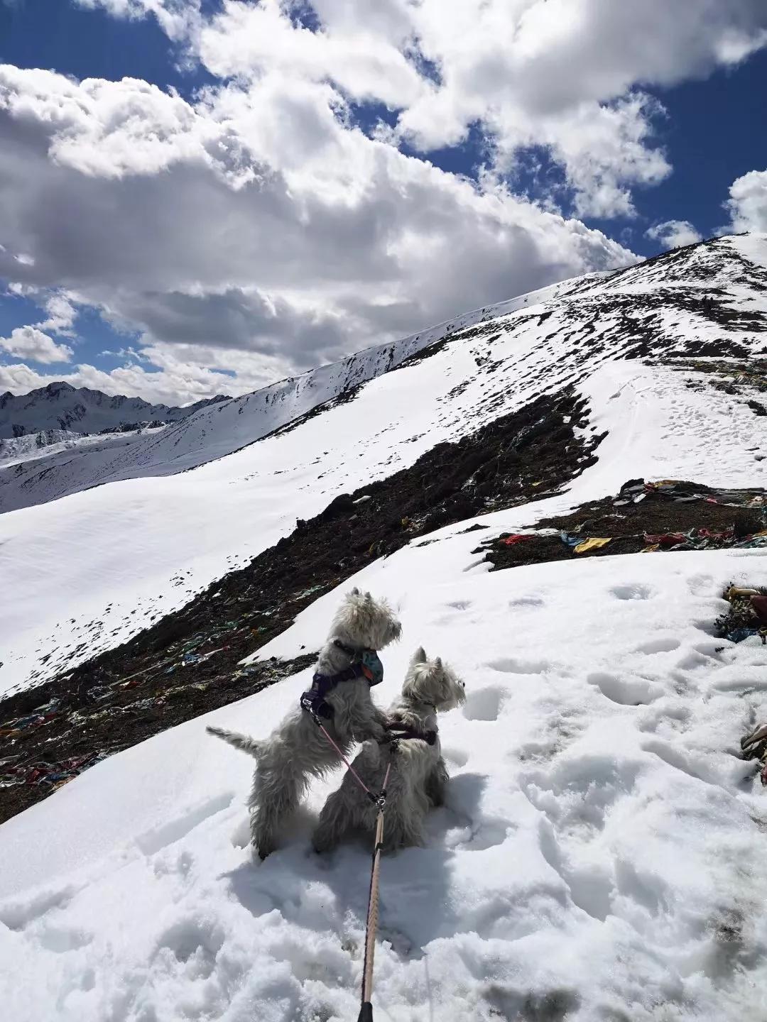 西安市中华田园犬能办狗证吗,在中国办狗证不能写中华田园犬吗