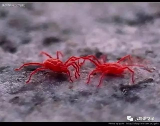 文玩葫芦的病虫,文玩葫芦预防花叶病教程