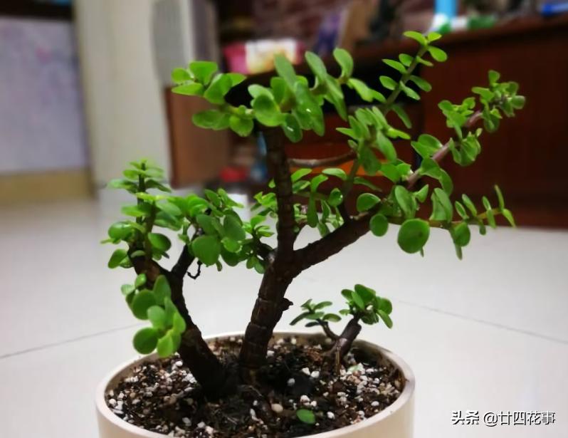 适合懒人养的四季花苗,这10种花越贱养越疯长