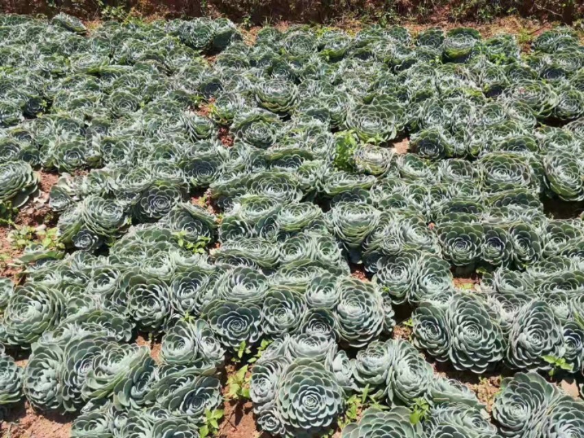 玉蝶直接种地里，个个漂亮长势好！玉蝶度夏这样做，没毛病