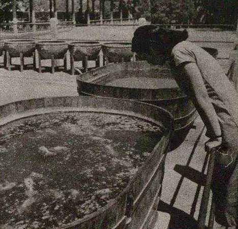 精品皮球珍珠金鱼图片,龙睛珍珠鳞金鱼