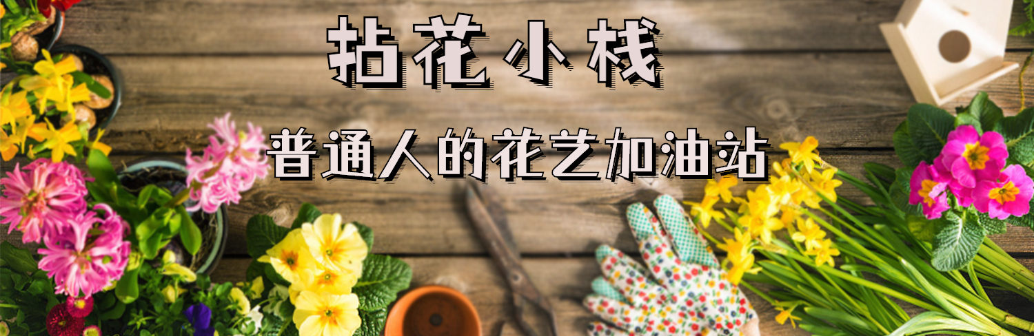 认识帝王花,帝王花和公主花是高端花吗图片