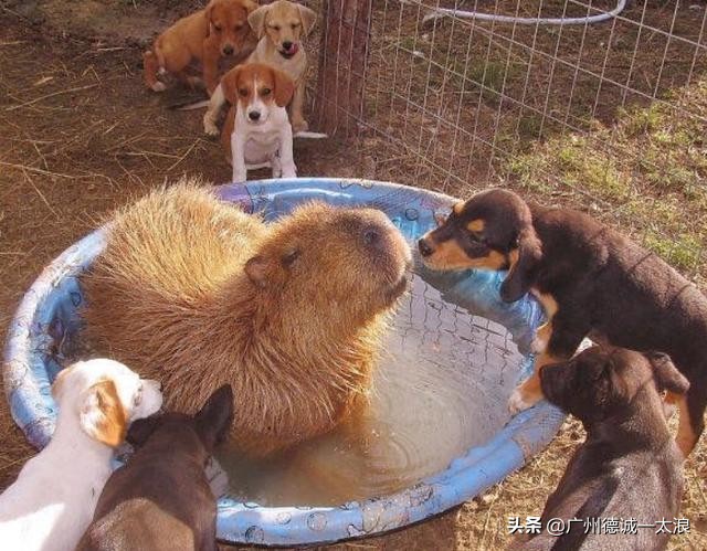 世界上十大很少见到的动物,世界上最受欢迎的动物排行榜